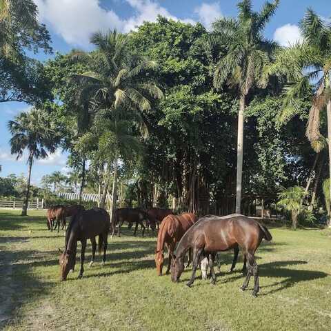 1100 D Road, Loxahatchee Groves, FL 33470