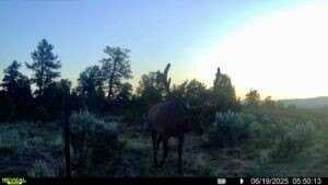 Nsn Forest Road 131C, Tierra Amarilla, NM 87551