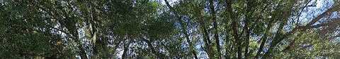 Lantern, TEMPLE TERRACE, FL 33617