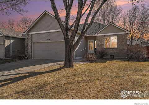 Begonia, LOVELAND, CO 80537