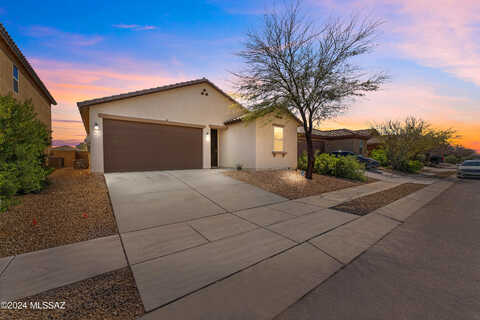 Amazilia, TUCSON, AZ 85757