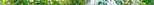 Pine Top, VALRICO, FL 33594