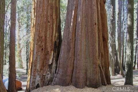 Manzanita, SPRINGVILLE, CA 93265