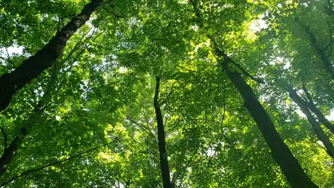 1 Liberty Lane, Phillips, WI 54555