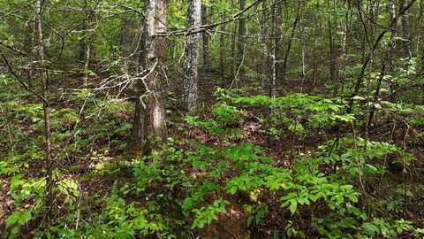 0 Steer Creek Road, Tellico Plains, TN 37385