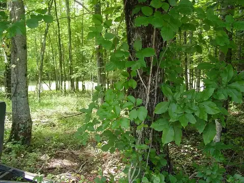 #13 Dan Knob, Hayesville, NC 28904