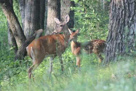 15 Acres M/L Highway 13, Friendship, WI 53934