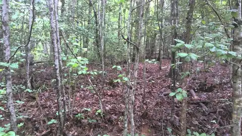 16 Painting Spring Ln, Whittier, NC 28789