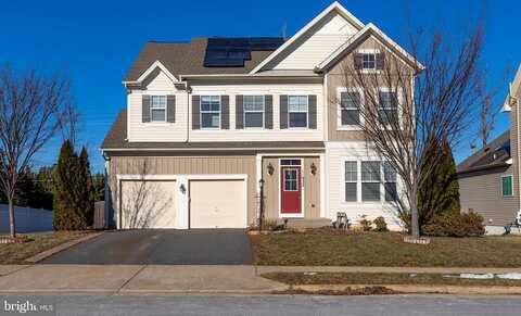 Blue Violet, BRISTOW, VA 20136
