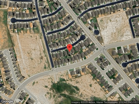 Brittlebush, ODESSA, TX 79765