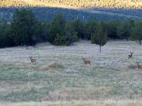 Grizzly Mountain, PRINEVILLE, OR 97754