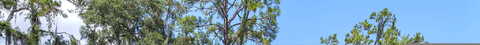 Walnut, GREEN COVE SPRINGS, FL 32043