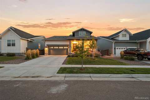 Shikra, BRIGHTON, CO 80601