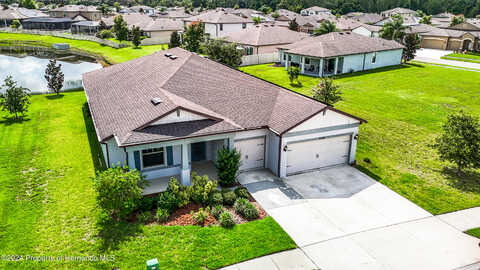 Criollo, SPRING HILL, FL 34610