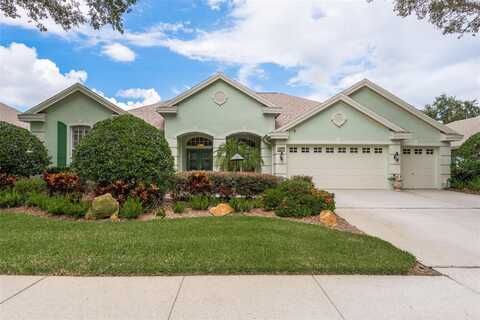 Ligustrum, PALM HARBOR, FL 34685