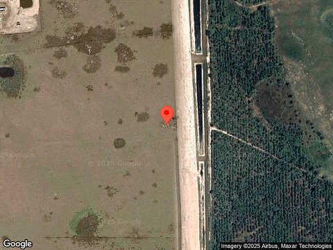 Walking Stick, KISSIMMEE, FL 34759