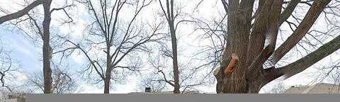 Lemmontree, PLANO, TX 75074