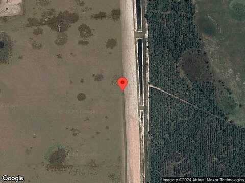 Walking Stick, KISSIMMEE, FL 34759