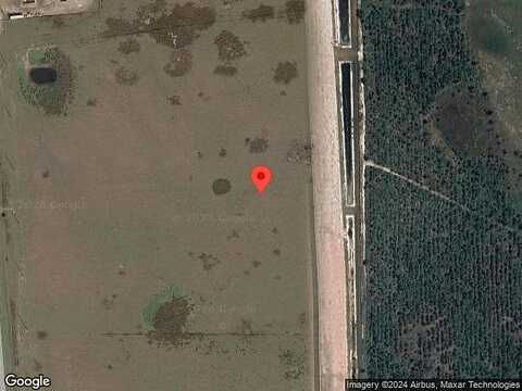 Walking Stick, KISSIMMEE, FL 34759