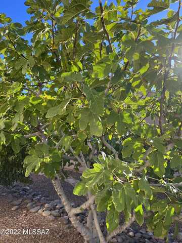 Sage Sparrow, GREEN VALLEY, AZ 85614