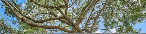 Pine, FLEMING ISLAND, FL 32003