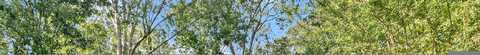 Forest, JEFFERSON, GA 30549