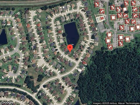 Ficus Tree, KISSIMMEE, FL 34758
