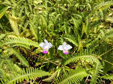 LAHAINA RD, Pahoa, HI 96778
