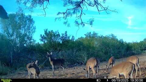 Cameron Ln, Fowlerton, TX 78021
