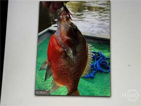 0 Griffin Ferry, Lyons, GA 30436