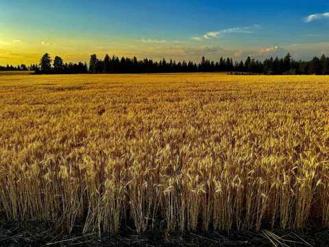 0 E Orchard Bluff Rd Lot A Rd, Chattaroy, WA 99003