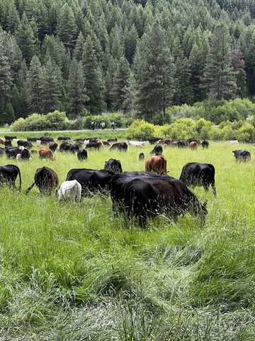 USFS 36 Road, Mount Vernon, OR 97865