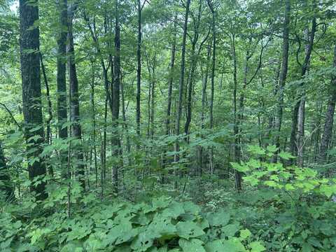 Half High Street, Sevierville, TN 37876