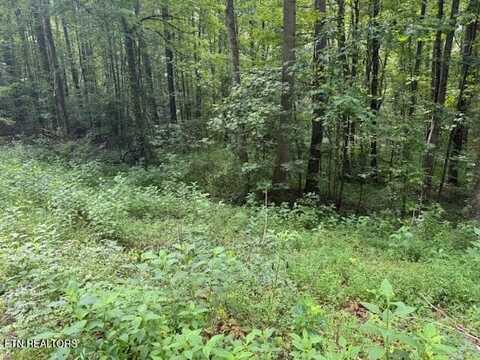 Lot 2 Timber Lake Drive, Cosby, TN 37722