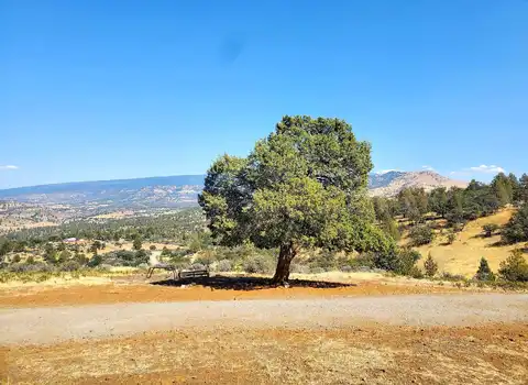 Palomino, HORNBROOK, CA 96044