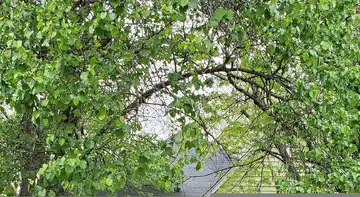 Orchard, CLINTON, MO 64735