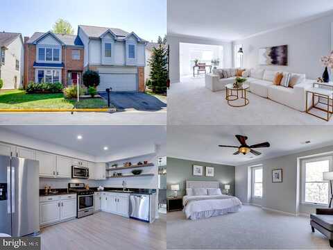 Silver Maple, FALLS CHURCH, VA 22042