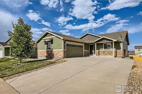 Brittle Bush, LOVELAND, CO 80537