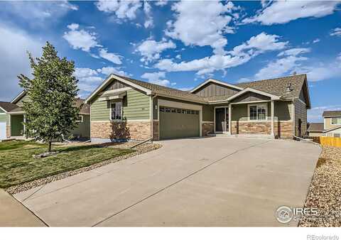 Brittle Bush, LOVELAND, CO 80537
