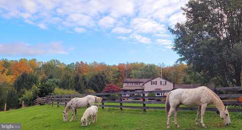 Sonny, RICHLANDTOWN, PA 18955