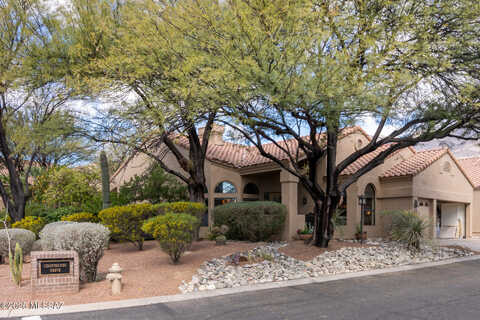 Coatimundi, TUCSON, AZ 85750