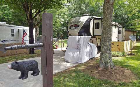 Bear, BLAIRSVILLE, GA 30512