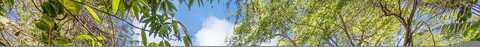 Bonito, CORAL GABLES, FL 33158