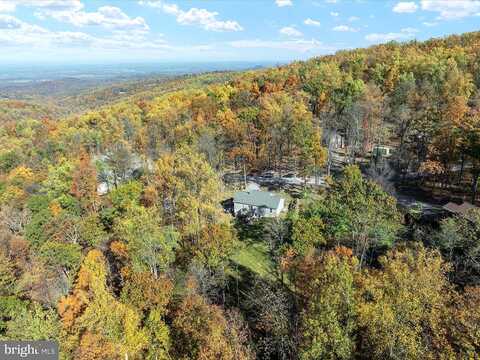 Tulip Poplar, LINDEN, VA 22642