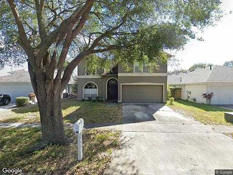 Scotch Pine, BRANDON, FL 33511