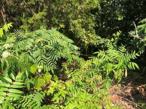 Lot 14 Melanie DR, Bella Vista, AR 72714