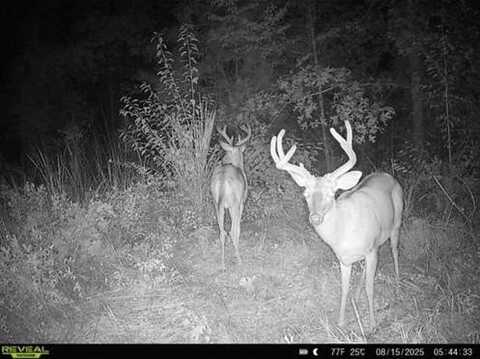 0 Walnut Rd., Coleman, GA 39836