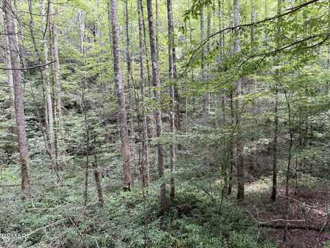 67 Acres Bryant Hollow Way, Sevierville, TN 37876