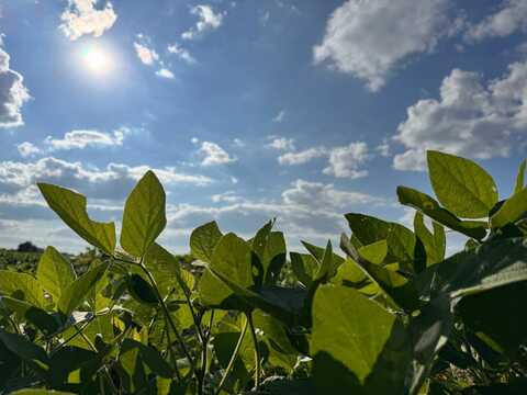 05 County Line Road, Leighton, AL 35661