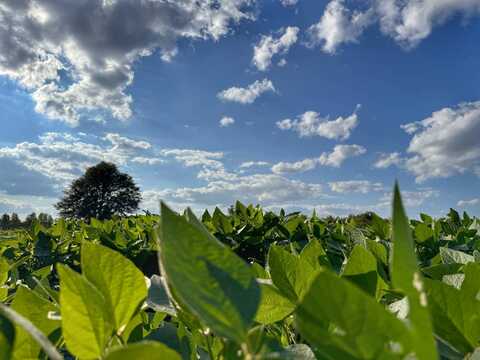 03 County Line Road, Leighton, AL 35661